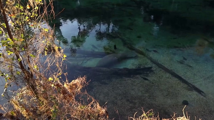 National Post | Why Florida Manatees Are Dying At Alarming Rate