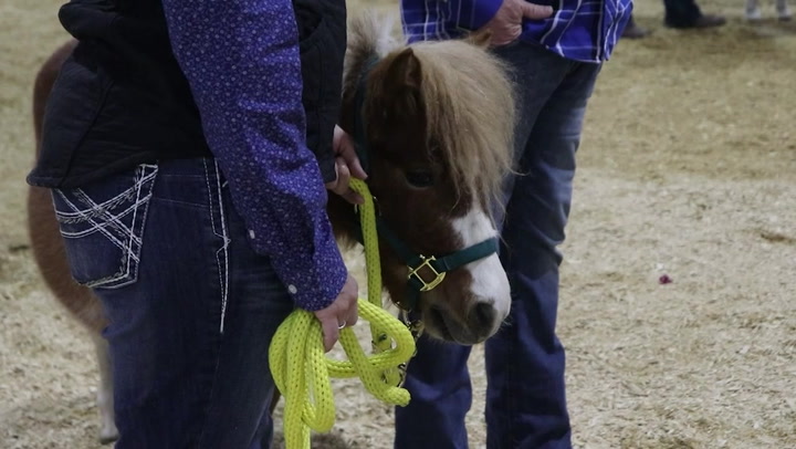 NDSU Bison Strides hosts equine specialist workshop for equine therapy - Vimarsana News