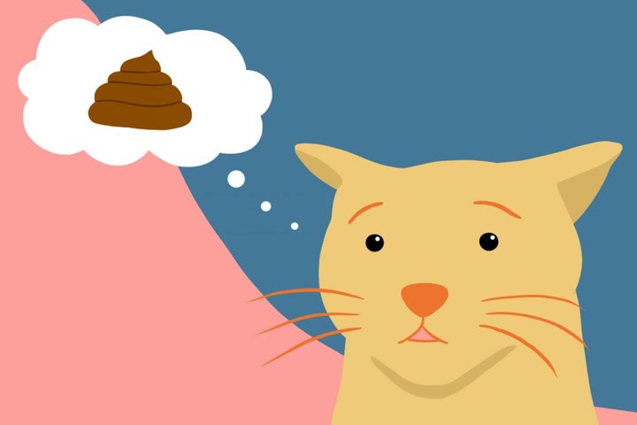 Запор у кота