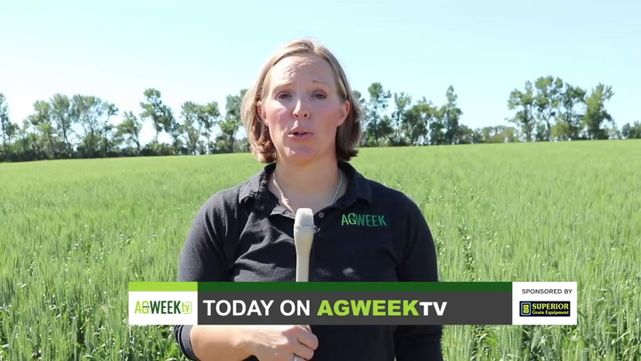 AgweekTV Full Show: Calf value increase, Agweek Crop Tour, Famo Feeds, farm bill formation - Vimarsana News