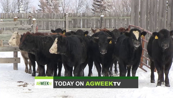 AgweekTV Full Show: Northern Ag Expo, year-end equipment buying, Ranch House Restaurant, Hande Equine Therapy - Vimarsana News