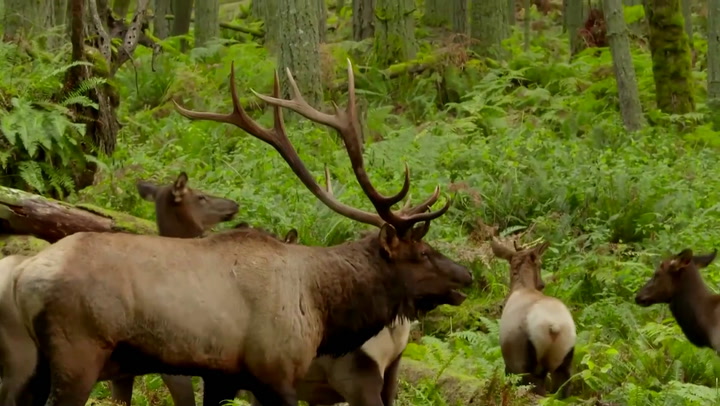 National Post | Eerie Bugling Sounds Ring Out During Elk Mating Season