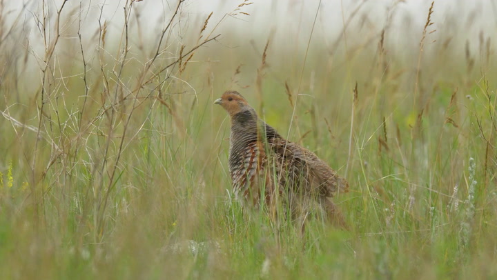  バード  Grouse-FinnFest 2020 Spruce Grouse Huddles Snow Alaska Stock Photo 2408957859