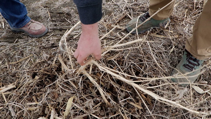 Palmer amaranth from sunflower screenings could cost North Dakota cattleman $30K per year - Vimarsana News
