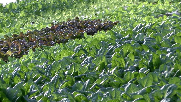 Local foods production gains ground with consumers since pandemic - Vimarsana News