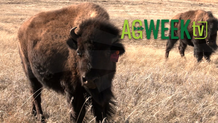 AgweekTV Full Show: Flood risk, Summit carbon pipeline, YouTube farming, UM Crookston livestock - Vimarsana News