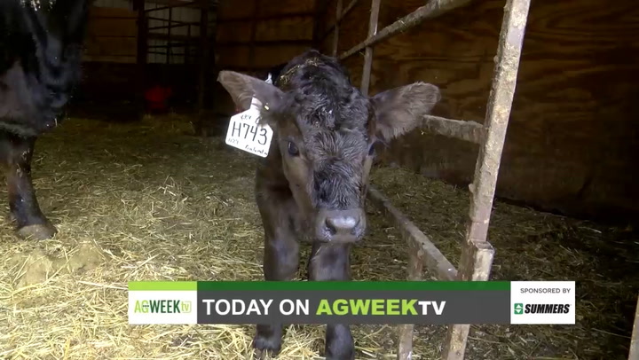 AgweekTV Full Show: Calving season, local food at food banks, Planting to Processing, soybeans and dairy - Vimarsana News