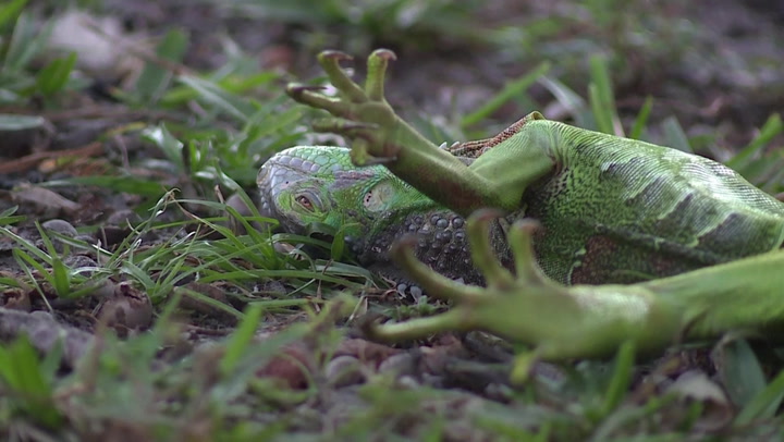 cold-stunned iguana